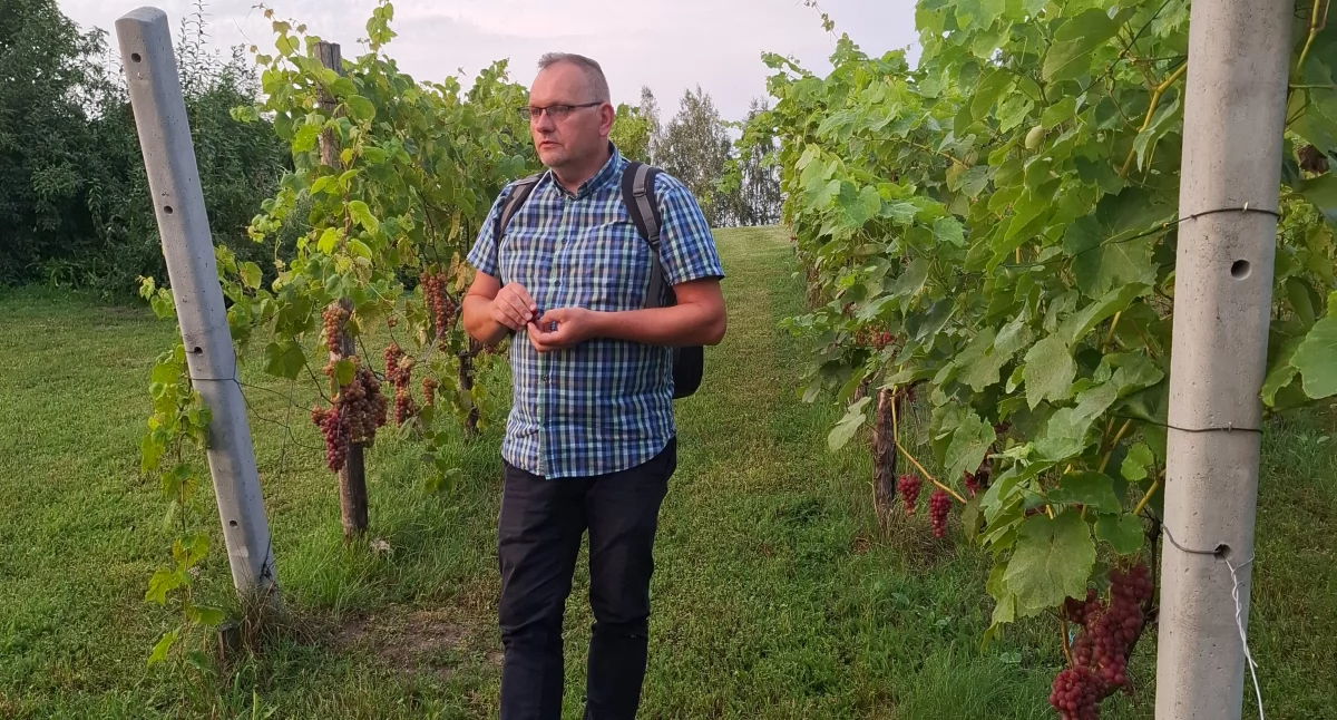 Innowacyjną uprawą w gospodarstwie jest winnica (Fot. Archiwum)