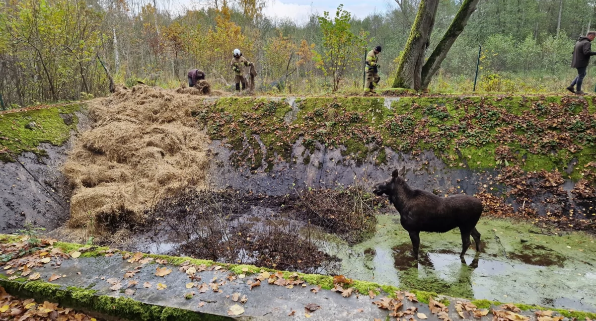 Leśnicy dziękują wszystkim, którzy wzięli udział w akcji, za zaangażowanie i serce okazane w trudnej sytuacji (Fot. Nadleśnictwo Srokowo)