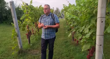 W Radoszach (gm. Barciany) ekologicznie uprawiają zboża i winogrona. Tak jak nasi dziadkowie...